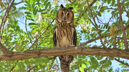 Long-eared Owl
