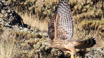 Northern Goshawk