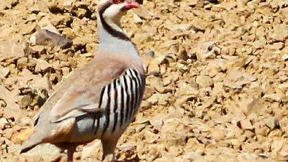 Chukar Partridge