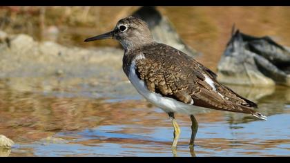 Common Sandpiper