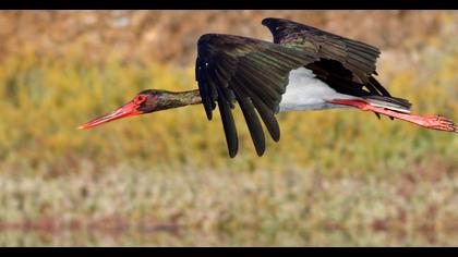 Black Stork