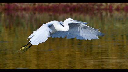 Little Egret