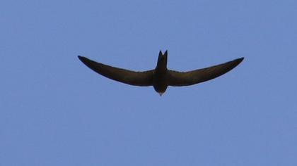 Common Swift