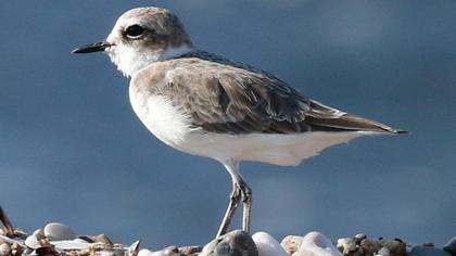 Kentish Plover