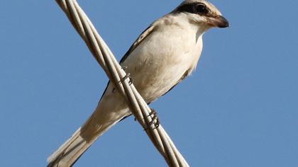 Lesser Grey Shrike
