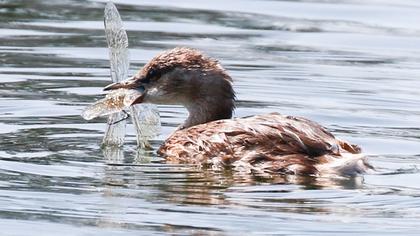 Little Grebe