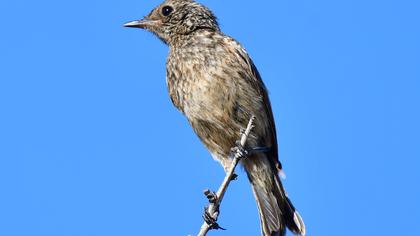 European Stonechat