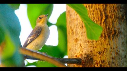 Collared Flycatcher