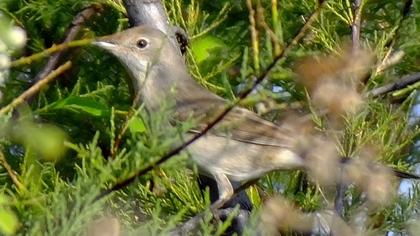 Subalpine Warbler