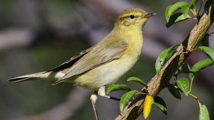 Willow Warbler