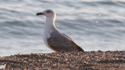 Yellow-legged Gull