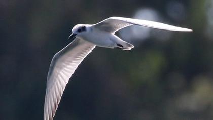 Whiskered Tern