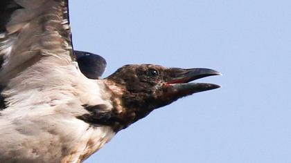 Hooded Crow
