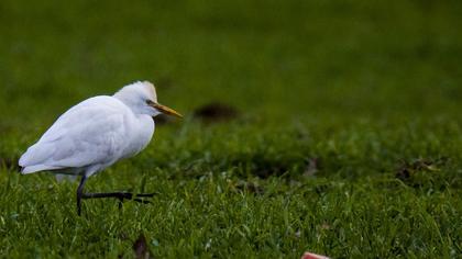 Western Cattle Egret