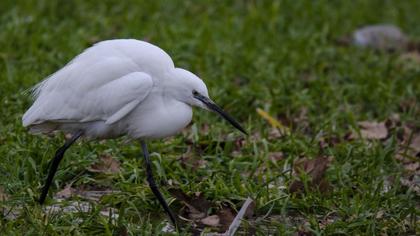 Little Egret