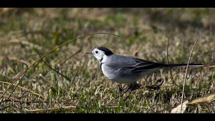 White Wagtail