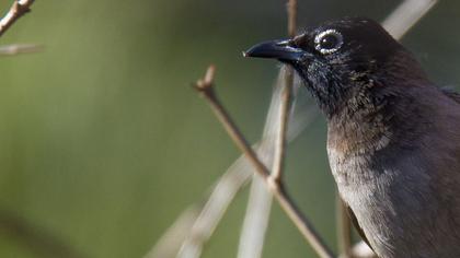 White-spectacled Bulbul
