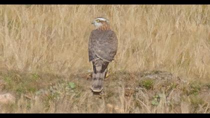 Eurasian Sparrowhawk