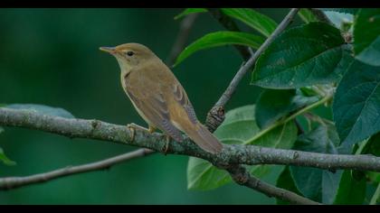 Marsh Warbler