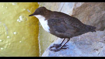 White-throated Dipper