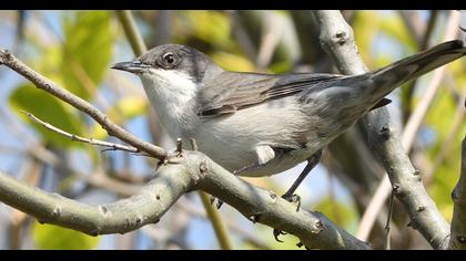 Eastern Orphean Warbler