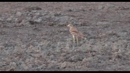 Eurasian Stone-curlew