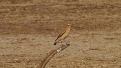 Northern Wheatear