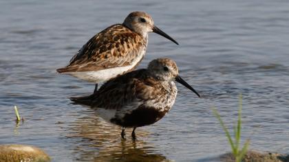 Dunlin