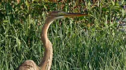 Purple Heron