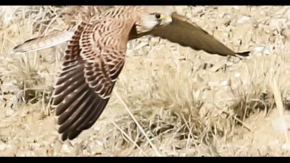 Common Kestrel