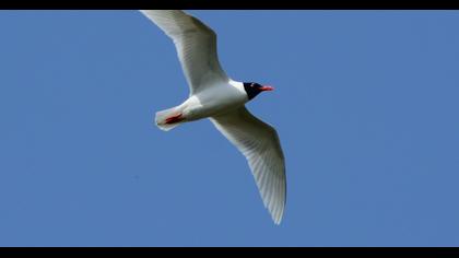 Mediterranean Gull