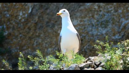Armenian Gull