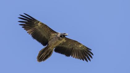 Bearded Vulture