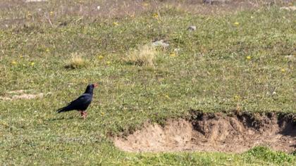 Red-billed Chough
