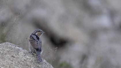 Eurasian Wryneck