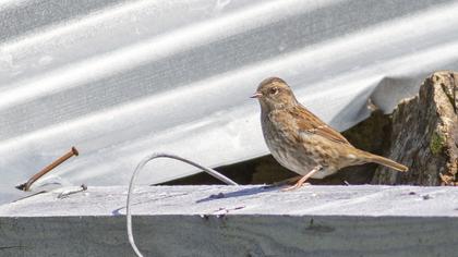 Dunnock