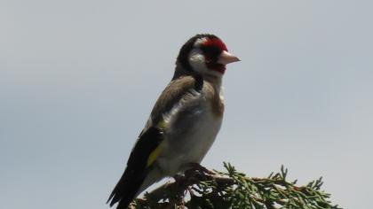 European Goldfinch