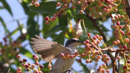 Lesser Whitethroat