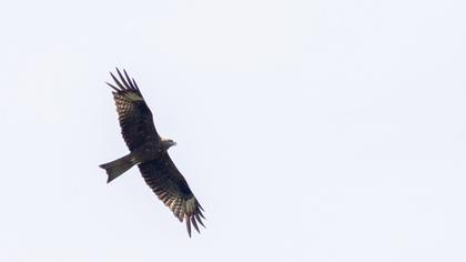 Black Kite