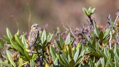 Whinchat