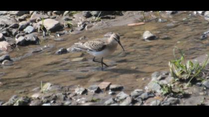 Curlew Sandpiper