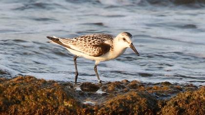 Sanderling
