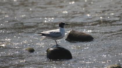 Little Gull