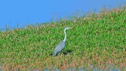 Grey Heron