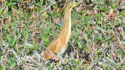 Squacco Heron