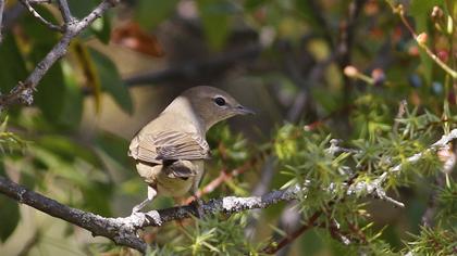 Garden Warbler