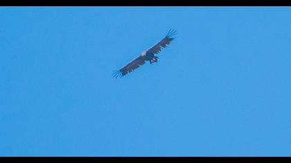 Cinereous Vulture
