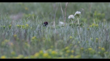 Caucasian Grouse