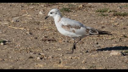 Mediterranean Gull
