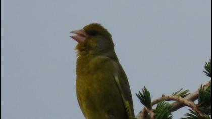 European Greenfinch